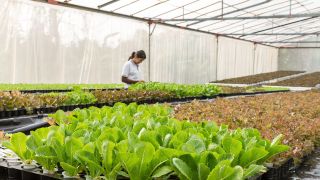 Megjelent a kertészeti üvegházakhoz, hűtőházakhoz kapcsolódó, és post-harvest fejlesztések támogatása 57